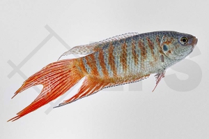 050023_Macropodus-opercularis_Blauer-Paradiesfisch_01