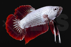 050032_betta-splendens_Kampffisch_snowwhite-dragon_01