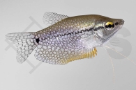 050033_Trichogaster-leeri_Mosaikfadenfisch_01