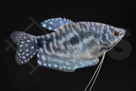 050037_Trichogaster-trichopterus_Marmorfadenfisch_01