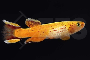 050039_Aphyosemion-australe-hjersseni_Kap-Lopez-Prachtkaerpflin-orange_01