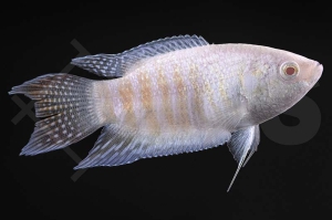 050041_Macropodus-opercularis_Paradiesfisch-albino_01