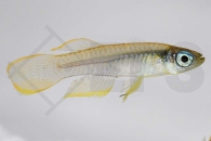 050049_Aplocheilichthys-johnstoni_Leuchtauge_01