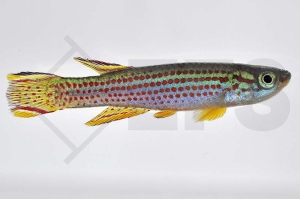 050050_Aphyosemion-striatum_Gestreifter-Prachtkaerpfling_01