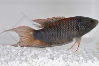 050052_Macropodus-erythropterus_Rotruecken-Makropode_01