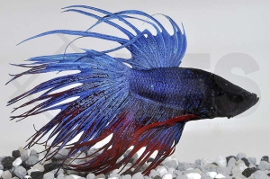 050056_Betta-splendens_Kronenkampffisch-m_01