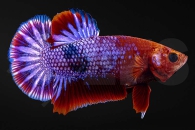 050058_betta-splendens_Kampffisch_Hellboy_01