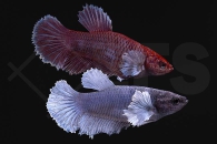 050067_betta-splendens_Kampffisch_elefantenohr-weiblich_01
