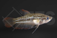 050069_Trichopsis-pumilus_Knurrender-Zwerggurami_01