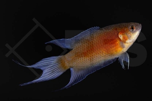 050079_Macropodus-opercularis_Paradiesfisch_Squeaky-red_01