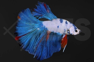 050084_betta-splendens_TOP-amazing-loenni_01