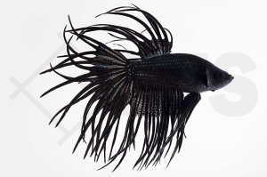 050085_betta-splendens_King-crowntail_01
