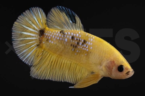 050091_betta-splendens_Plakatkampffisch_sunflower_01