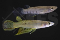 050095_Aplocheilus-panchax_Gemeiner-Hechtling_01