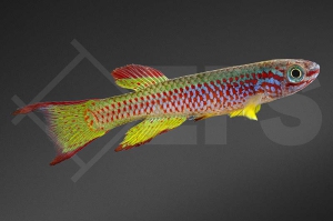 050107_Aphyosemion-gabunense_Gabun-Prachtkaerpfling_01