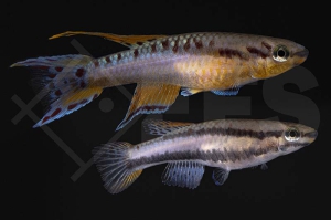 050111_Aphyosemion-bivittatum_Gebaenderter-Prachtkaerpfling_01