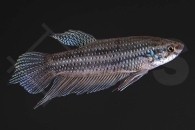 050113_Betta-smaragdina_Smaragd-Kampffisch_01