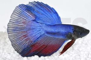 050119_Betta-splendens_Halbmond-Kampffisch-PREMIUMSELECTION_01