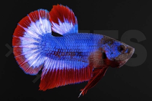 050127_betta-splendens_Plakat-kampffisch_Thai-Flag_02