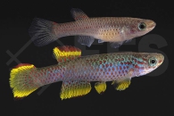 050139_Aphyosemion-gabunese-marginatum_Gelber-Gabun-Prachtkaerpfling_01