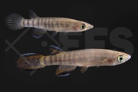 050140_Epiplatys-roloffi_Roloffs-Hechtling_01