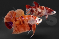 050145_Betta-splendens_Plakat-Koi-Kampffisch-PAAR_01