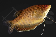 050148_Trichogaster-trichopterus_Gepunkteter-Fadenfisch_gold-rot_02