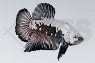 050153_Betta-splendens_Plakat-Kampffisch-samurai_01