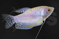 050155_Trichogaster-trichopterus_Gepunkteter-Fadenfisch-lavendel_01