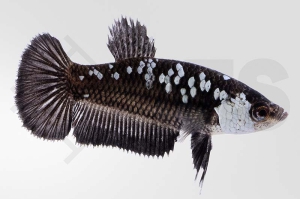 050168_Betta-splendens_Kampffisch_weiblich_samurai_01