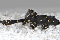 060002_Acanthicus-adonis_Elfenwels_01