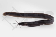 060004_Channallabes-apus_Afrikanischer-Aalwels_01