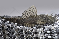 060009_Ancistrus-dolichopterus_Antennenwels_01