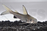 060012_Arius-jordani_Mini-Hai_01