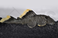 060017_Wels-L--47-Baryancistrus-chrysolomus_Magnum-Harnischwels_01