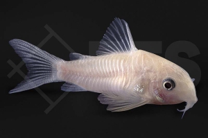 060019_Corydoras-panda_Panda-Panzerwels_snowwhite_01