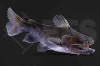 060020_Asterophysus-batrachus_Oger-Wels_01