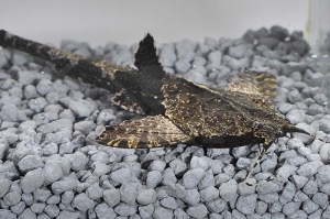 060021_Dysichthys-coracoideus_Bratpfannenwels_01