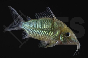 060022_Brochis-splendens_Smaragdpanzerwels_02