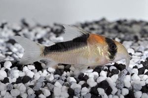 060024_Corydoras-adolfoi_Adolfos-Panzerwels_01