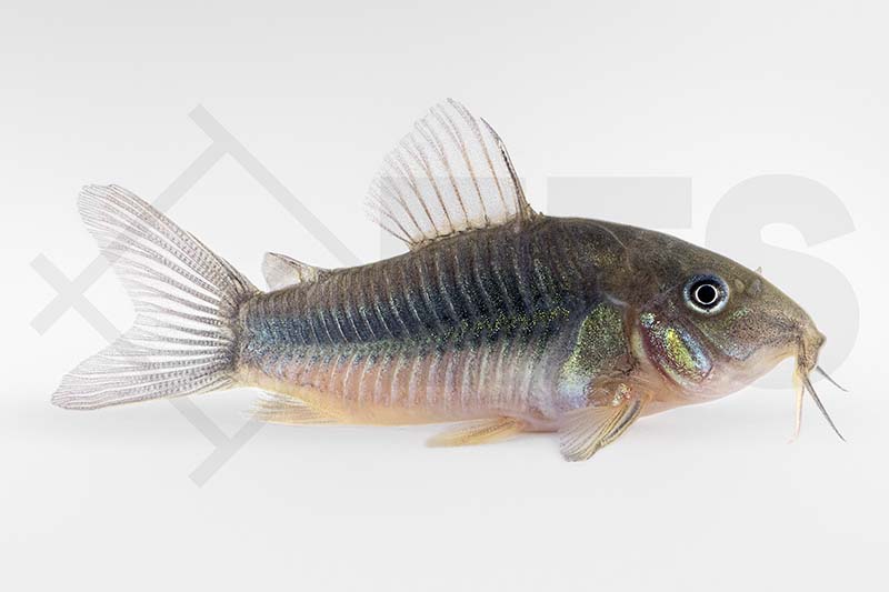 060026_Corydoras_Osteogaster-aeneus_Metall-Panzerwels_02