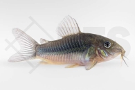 060026_Corydoras_Osteogaster-aeneus_Metall-Panzerwels_02