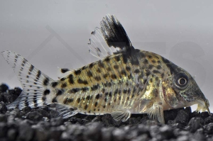 060027_Corydoras-agassizii_Silberstreifen-Panzerwels_01
