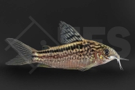 060031_Corydoras-elegans_Schraffierter-Panzerwels_01