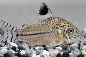 060035_Corydoras-julii_Julipanzerwels_01