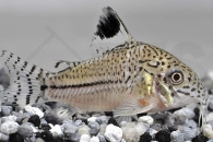 060035_Corydoras-julii_Julipanzerwels_01