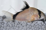 060036_Corydoras-metae_Schwarzruecken-Panzerwels_01