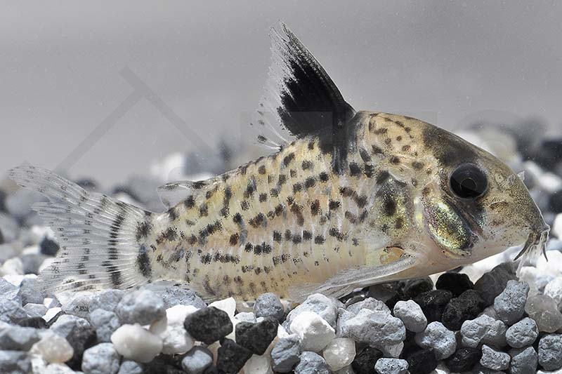 060039_Corydoras-punctatus_Punktierter-Panzerwels_01