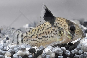 060039_Corydoras-punctatus_Punktierter-Panzerwels_01