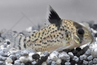 060039_Corydoras-punctatus_Punktierter-Panzerwels_01